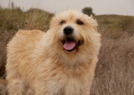 Lais Puzzle - Hollandse Smoushond - 100, 200, 500 & 1.000 Teile