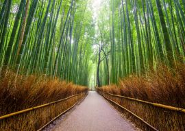 Lais Puzzle - Pfad zum Bambuswald, Arashiyama, Kyoto, Japan - 100, 200, 500 & 1.000 Teile