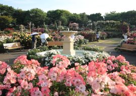Lais Puzzle - Keisei Rosengarten, Chiba, Japan - 100, 200, 500 & 1.000 Teile