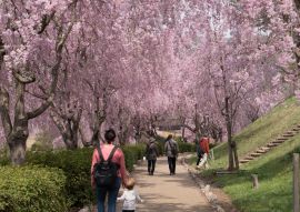 Lais Puzzle - Volle Blüte der Shidare-Sakura in Ibaraki, Japan - 100, 200, 500 & 1.000 Teile