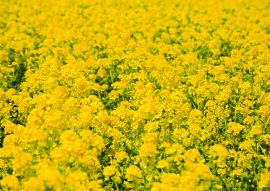 Lais Puzzle - Rapsblütenfel, Awaji-Insel, Kinki, Japan - 100, 200, 500 & 1.000 Teile