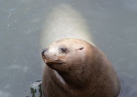Lais Puzzle - Seelöwe im Otaru Aquarium, Japan - 100, 200, 500 & 1.000 Teile