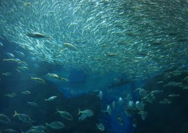 Lais Puzzle - Meereswelt Fukuoka, Japan - 100, 200, 500 & 1.000 Teile