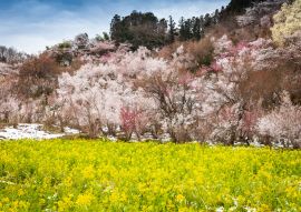 Lais Puzzle - Hanamiyama-Park, Japan - 100, 200, 500 & 1.000 Teile