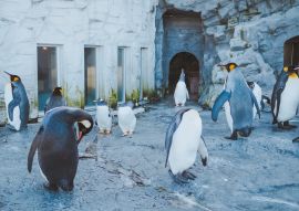Lais Puzzle - Pinguin-Parade im Asahiyama Zoo, Japan - 100, 200, 500 & 1.000 Teile