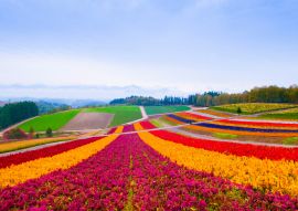 Lais Puzzle - Blumenfeld in Furano, Hokkaido, Japan - 100, 200, 500 & 1.000 Teile