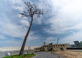 Lais Puzzle - Kiefernbaum in Rikuzentakata, Iwate, Japan - 100, 200, 500 & 1.000 Teile