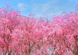 Lais Puzzle - Sakura im Kitakami Tenshochi Park, Japan - 100, 200, 500 & 1.000 Teile