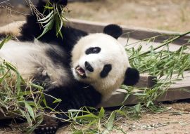 Lais Puzzle - Panda frisst Bambus, China - 100, 200, 500 & 1.000 Teile