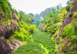 Lais Puzzle - Teeplantage in den Wuyi-Bergen, Fujian-Provinz, China - 100, 200, 500 & 1.000 Teile