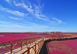 Lais Puzzle - Panjin roter Strand, Liaoning, China - 100, 200, 500 & 1.000 Teile
