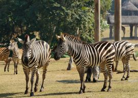 Lais Puzzle - Zebras im Chimelong Safari Park, China - 100, 200, 500 & 1.000 Teile