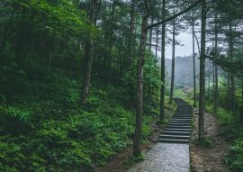 Lais Puzzle - Pfad im Wald im Berg Mingyue, Jiangxi, China - 100, 200, 500 & 1.000 Teile