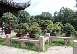 Lais Puzzle - Bonsai, Tiger Hill in Suzhou, China - 100, 200, 500 & 1.000 Teile