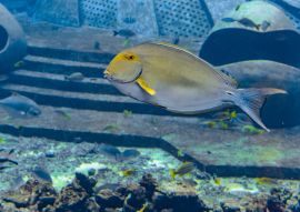 Lais Puzzle - Augenstreifen-Doktorfisch, Sanya Stadt, Hainan, China - 100, 200, 500 & 1.000 Teile