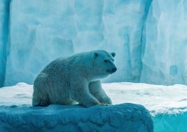 Lais Puzzle - Eisbär im Chimelong Ocean Kingdom, China - 100, 200, 500 & 1.000 Teile