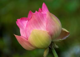 Lais Puzzle - Lotusblüte - 100, 200, 500 & 1.000 Teile