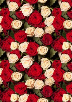 Lais Puzzle - Rosen - 100, 200, 500 & 1.000 Teile