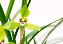 Lais Puzzle - Orchideen blühen im Frühjahr - 100, 200, 500 & 1.000 Teile