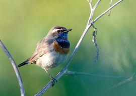 Lais Puzzle - Blaukehlchen - 100, 200, 500 & 1.000 Teile