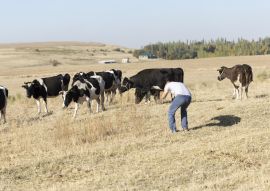 Lais Puzzle - Mann macht Foto von Kühen - 100, 200, 500 & 1.000 Teile