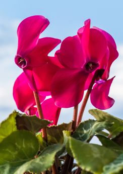 Lais Puzzle - Alpenveilchen - 100, 200, 500 & 1.000 Teile