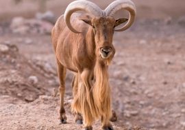 Lais Puzzle - Barbary-Schaf mit langen Hörnern - 100, 200, 500 & 1.000 Teile