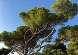 Lais Puzzle - Waldpark Goldenes Kap Zlatni rt, Rovigno, Kroatien - 100, 200, 500 & 1.000 Teile