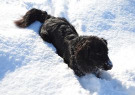 Lais Puzzle - Hund im Schnee - 100, 200, 500 & 1.000 Teile