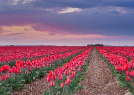 Lais Puzzle - Tulpen Grevenbroich - 100, 200, 500 & 1.000 Teile