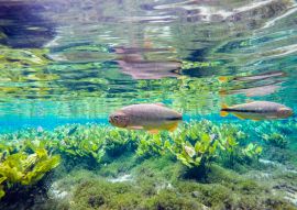 Lais Puzzle - Schnorcheln in Bonito, Mato Grosso do Sul, in Brasilien - 100, 200, 500 & 1.000 Teile