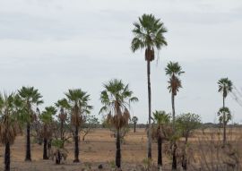 Lais Puzzle - CARNAUBA PALME IN CAMPO MAIOR, PI, BRASILIEN - 100, 200, 500 & 1.000 Teile