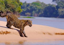 Lais Puzzle - Jaguar, Panthera Onca, Weibchen, Fluss Cuiaba, Porto Jofre, Pantanal Matogrossense, Mato Grosso do Sul, Brasilien - 100, 200, 500 & 1.000 Teile