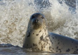 Lais Puzzle - Kegelrobbe, Donna Nook, Lincolnshire, England - 100, 200, 500 & 1.000 Teile