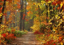 Lais Puzzle - Wald im Herbst - 100, 200, 500 & 1.000 Teile