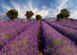 Lais Puzzle - Lavendelfeld in der Provence - 100, 200, 500 & 1.000 Teile