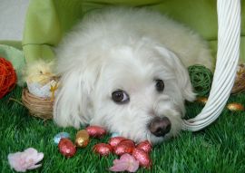 Lais Puzzle - Malteser - 100, 200, 500 & 1.000 Teile