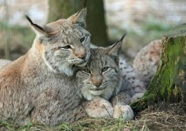 Lais Puzzle - Luchs - 100, 200, 500 & 1.000 Teile