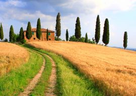 Lais Puzzle - Toskana Landschaft Zypressen - 100, 200, 500 & 1.000 Teile