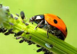 Lais Puzzle - Marienkäfer - 100, 200, 500 & 1.000 Teile