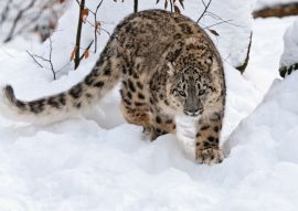 Lais Puzzle - Schneeleopard - 100, 200, 500 & 1.000 Teile