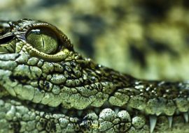 Lais Puzzle - Krokodil - 100, 200, 500 & 1.000 Teile