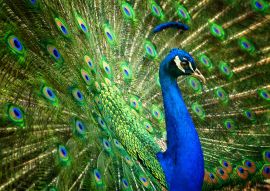 Lais Puzzle - Pfau - 100, 200, 500 & 1.000 Teile