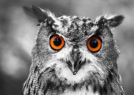Lais Puzzle - Eule / Uhu - 100, 200, 500 & 1.000 Teile