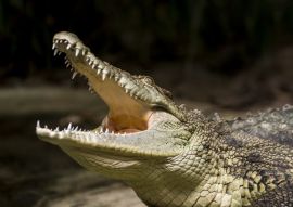 Lais Puzzle - Krokodil - 100, 200, 500 & 1.000 Teile