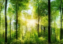 Lais Puzzle - Lichtstrahlen im Wald - 100, 200, 500 & 1.000 Teile