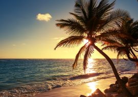 Lais Puzzle - Palme am Tropischen Strand - 100, 200, 500 & 1.000 Teile