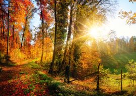 Lais Puzzle - Waldlandschaft im Herbst mit Sonnenstrahlen - 100, 200, 500 & 1.000 Teile