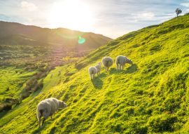 Lais Puzzle - Schafe in Irland - 100, 200, 500 & 1.000 Teile