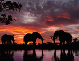 Lais Puzzle - Elefanten im Sonnenuntergang an einem Fluss - 40 Teile